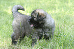 standing caucasian owtcharka puppy