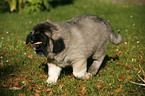 caucasian owtscharka pup