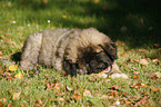 caucasian owtscharka pup