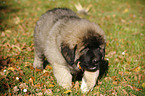 caucasian owtscharka pup