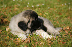 lying caucasian owtscharka pup