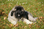 lying caucasian owtscharka pup