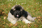 lying caucasian owtscharka pup