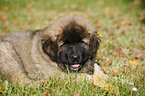 lying caucasian owtscharka pup