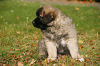 sitting caucasian owtscharka pup