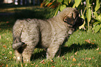 caucasian owtscharka pup