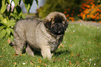 caucasian owtscharka pup