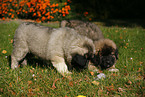 caucasian owtscharka pup