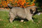 caucasian owtscharka pup