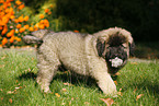 caucasian owtscharka pup