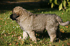 caucasian owtscharka pup