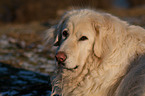 caucasian owtscharka portrait