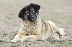 lying Caucasian Shepherd Dog