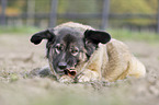 lying Caucasian Shepherd Dog