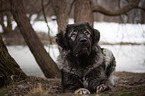 lying Caucasian Shepherd Dog