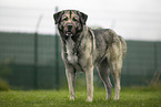 Caucasian Shepherd Dog