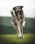 Caucasian Shepherd Dog