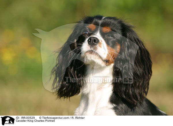 Cavalier King Charles Portrait / Cavalier King Charles Portrait / RR-00529