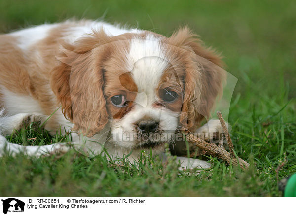 liegender / lying Cavalier King Charles / RR-00651