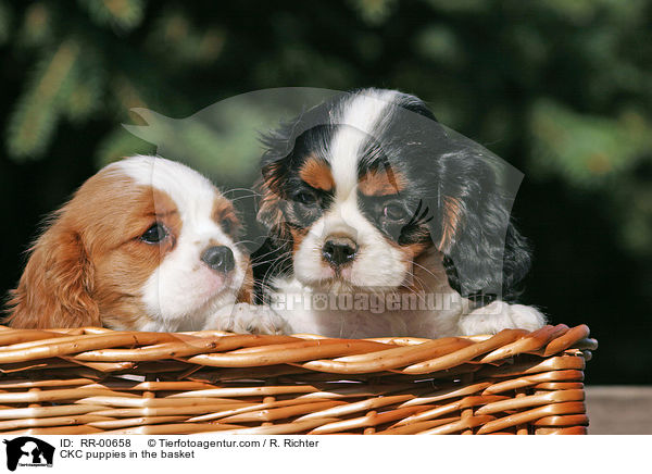 Cavalier King Charles Welpen im Krbchen / CKC puppies in the basket / RR-00658