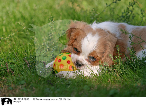 Cavalier King Charles Welpe / Puppy / RR-00665