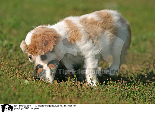 spielende Cavalier King Charles Welpen / playing CKC puppies / RR-00667