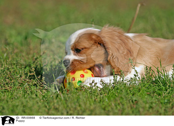 Cavalier King Charles Welpe / Puppy / RR-00668