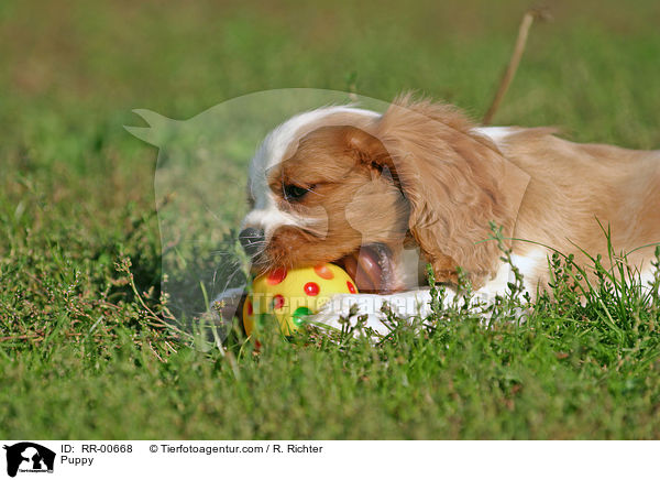 Puppy / RR-00668