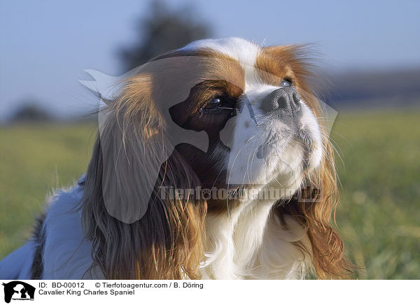 Cavalier King Charles Spaniel / Cavalier King Charles Spaniel / BD-00012