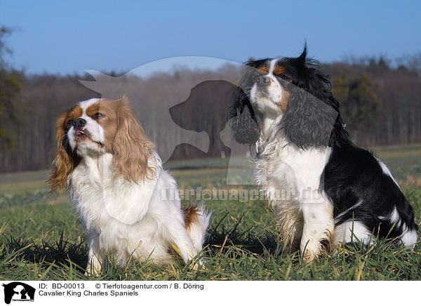 Cavalier King Charles Spaniels / Cavalier King Charles Spaniels / BD-00013