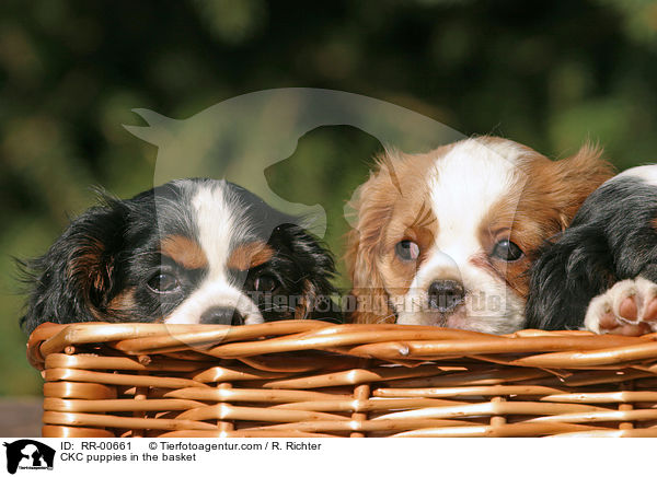 Cavalier King Charles Welpen im Krbchen / CKC puppies in the basket / RR-00661