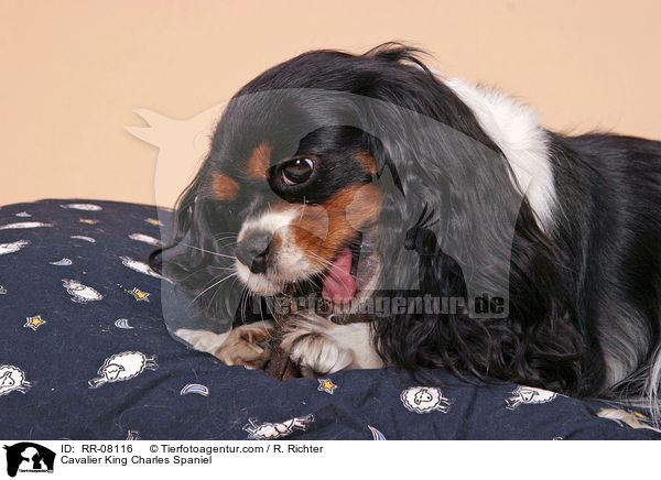 Cavalier King Charles Spaniel / Cavalier King Charles Spaniel / RR-08116