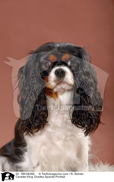 Cavalier King Charles Spaniel Portrait / Cavalier King Charles Spaniel Portrait / RR-08388