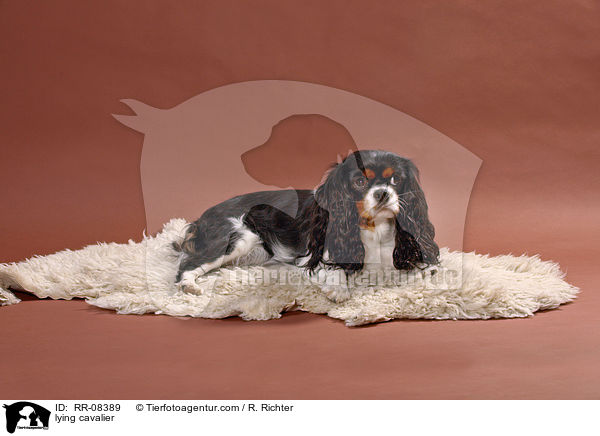 liegender Cavalier / lying cavalier / RR-08389