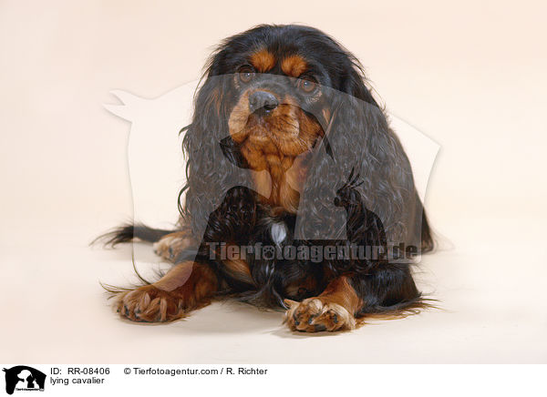 liegender Cavalier / lying cavalier / RR-08406
