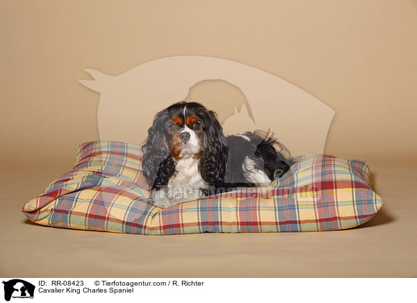 Cavalier King Charles Spaniel / Cavalier King Charles Spaniel / RR-08423
