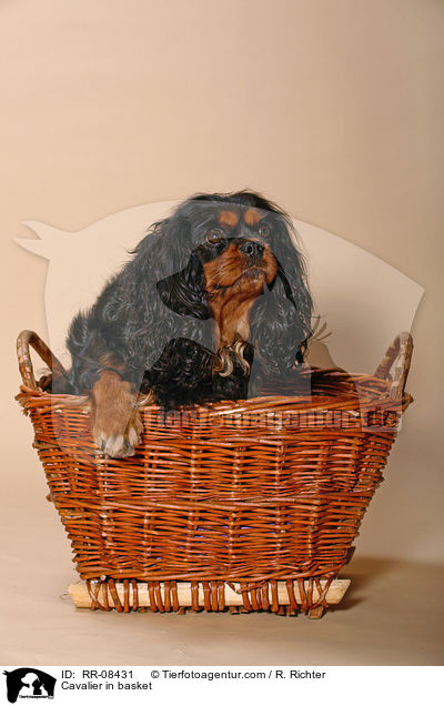 Cavalier im Krbchen / Cavalier in basket / RR-08431