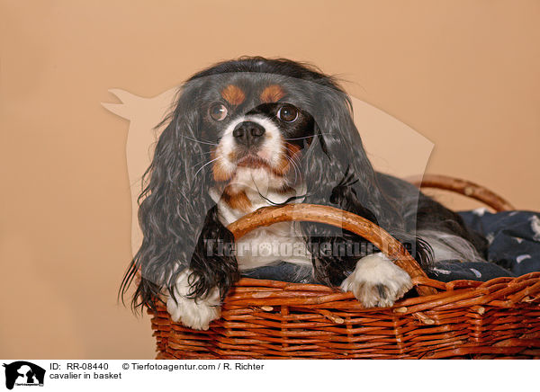 Cavalier im Krbchen / cavalier in basket / RR-08440