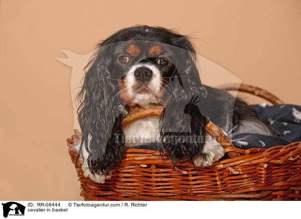 Cavalier im Krbchen / cavalier in basket / RR-08444