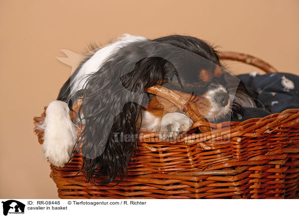 Cavalier im Krbchen / cavalier in basket / RR-08446
