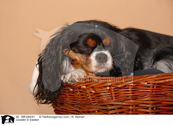 Cavalier im Krbchen / cavalier in basket / RR-08447