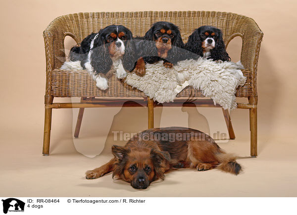4 Hunde / 4 dogs / RR-08464