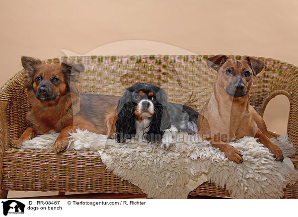 3 Hunde auf einer Bank / dogs on bench / RR-08467