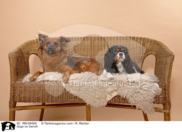 Hunde auf Bank / dogs on bench / RR-08499