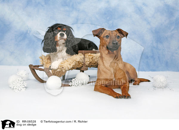 Hund auf Schlitten / dog on sledge / RR-08528