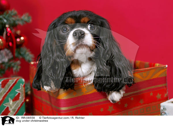 Hund unterm Weihnachtsbaum / dog under christmastree / RR-08558