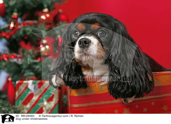 Hund unterm Weihnachtsbaum / dog under christmastree / RR-08560