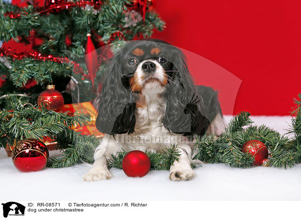 Hund unterm Weihnachtsbaum / dog under christmastree / RR-08571