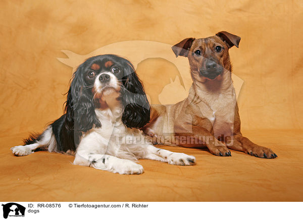 Hunde / dogs / RR-08576