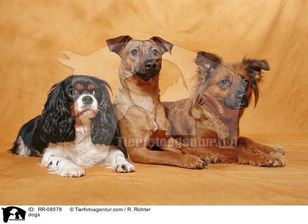 Hunde / dogs / RR-08578